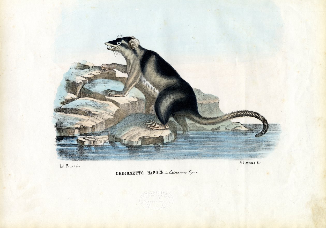 Yapok, 1863-79 tekijältä Raimundo Petraroja