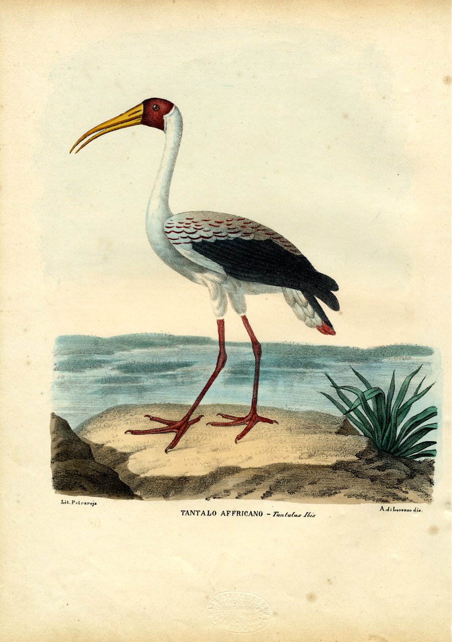 Keltahaikara, 1863-79 tekijältä Raimundo Petraroja