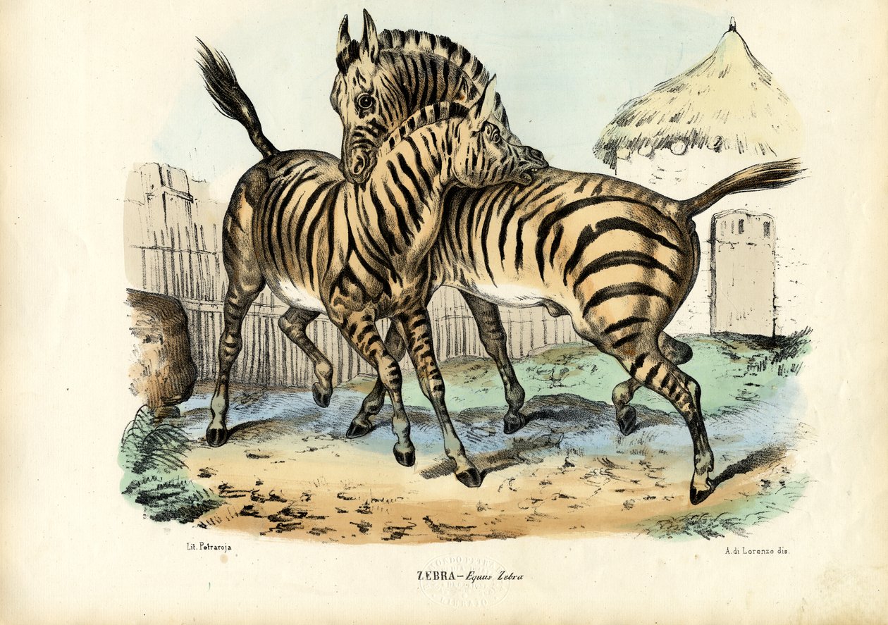 Seepra, 1863-79 tekijältä Raimundo Petraroja