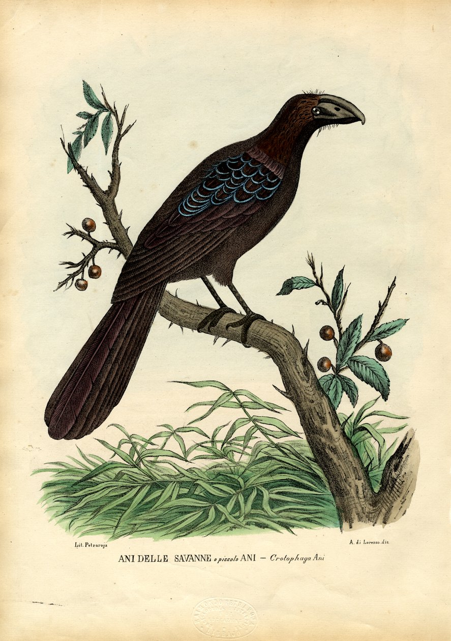 Vuodet 1863-79 tekijältä Raimundo Petraroja