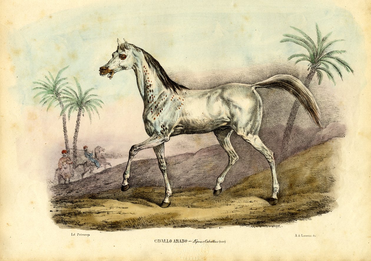 Arabihevonen, 1863-79 tekijältä Raimundo Petraroja