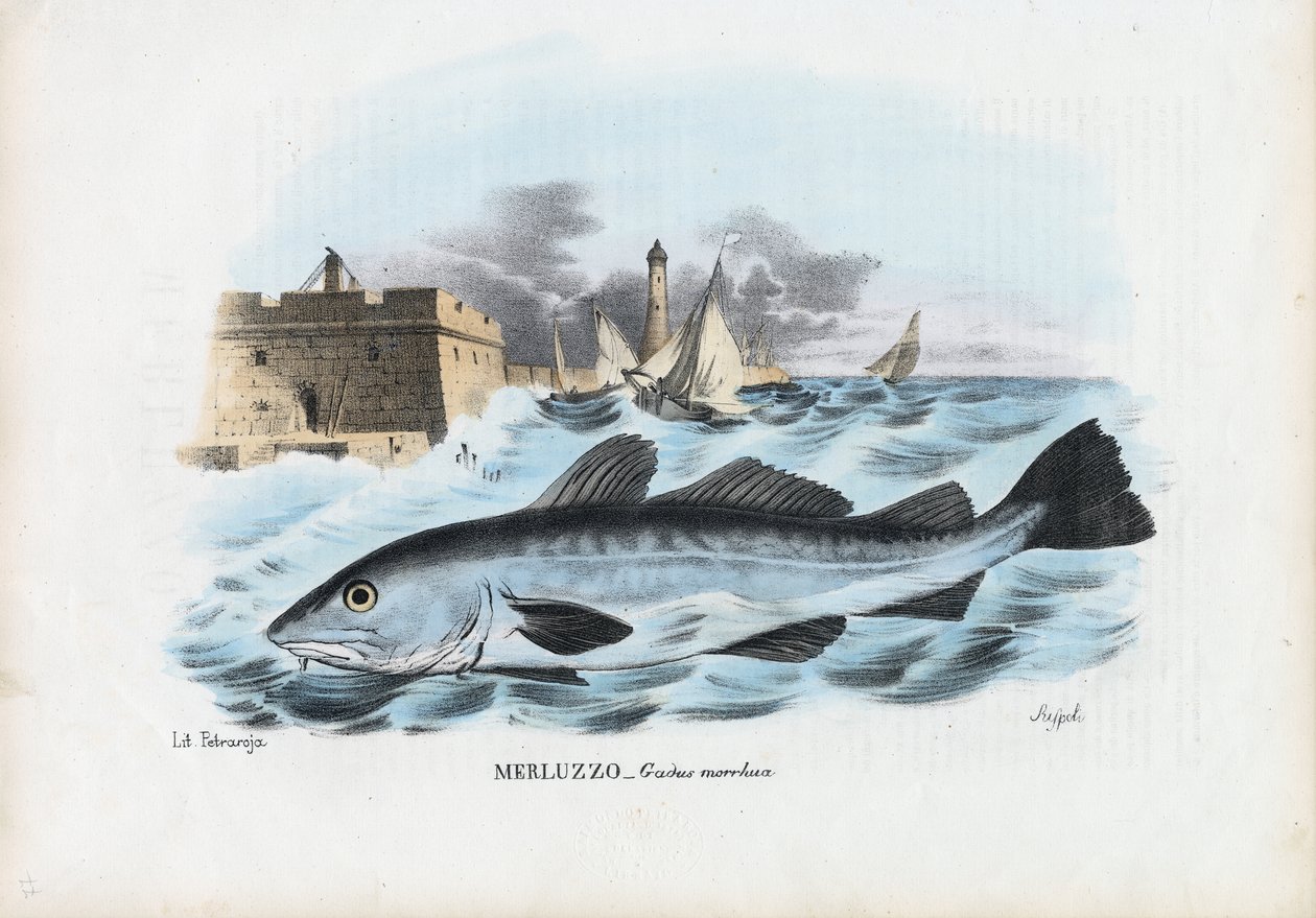 Atlantin turska, 1863-79 tekijältä Raimundo Petraroja