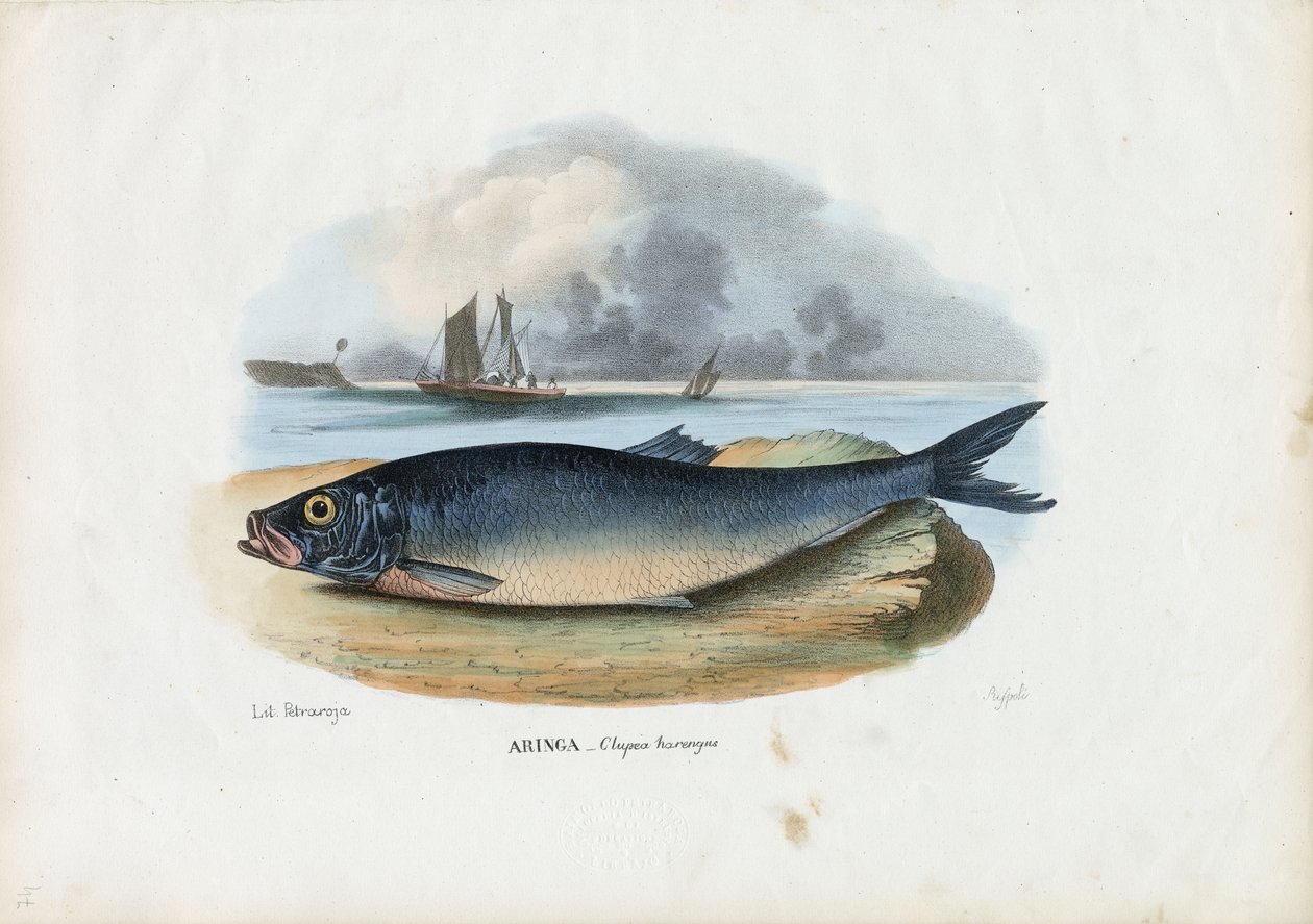 Atlantin silli, 1863-79 tekijältä Raimundo Petraroja