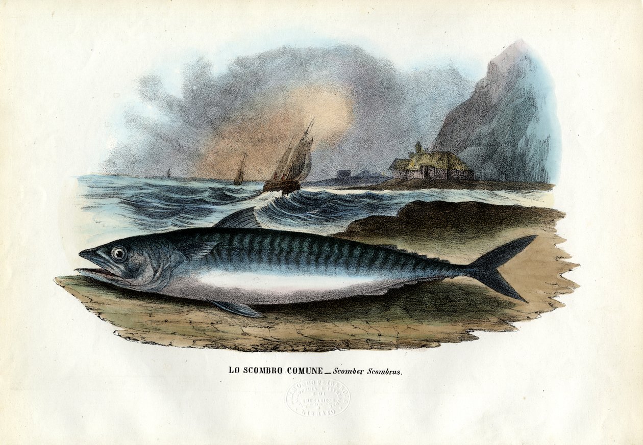 Atlantin makrilli, 1863-79 tekijältä Raimundo Petraroja