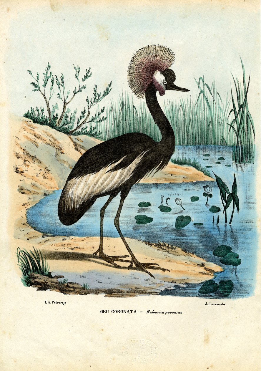 Mustakruunuinen nosturi, 1863-79 tekijältä Raimundo Petraroja