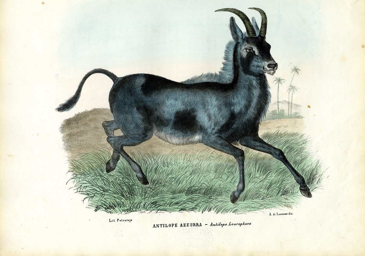 Bluebuck, 1863-79 tekijältä Raimundo Petraroja