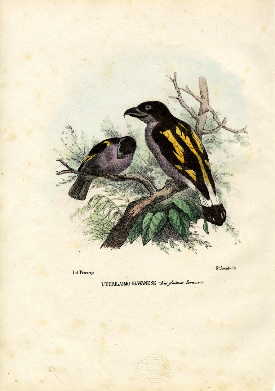 Broadbills, 1863-79 tekijältä Raimundo Petraroja