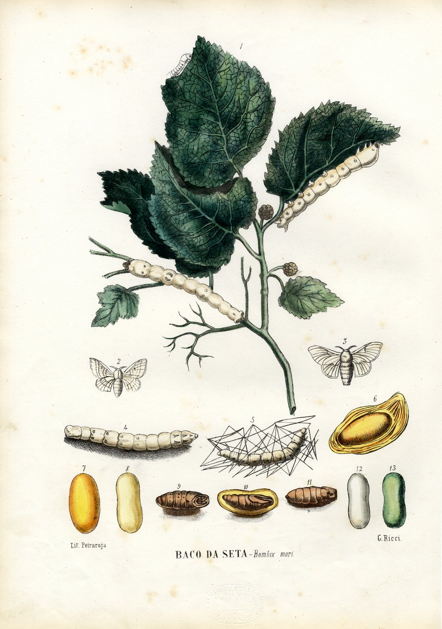 Perhoset, 1863-79 tekijältä Raimundo Petraroja