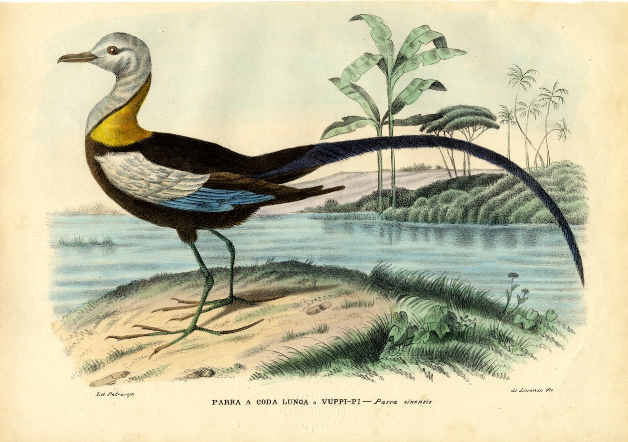 Kiinalainen Jacana, 1863-79 tekijältä Raimundo Petraroja