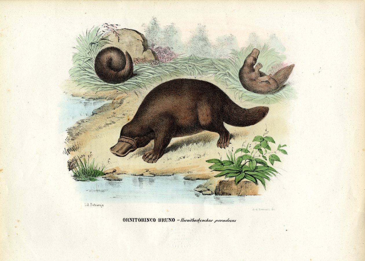 Duck-Billed Platypus, 1863-79 tekijältä Raimundo Petraroja