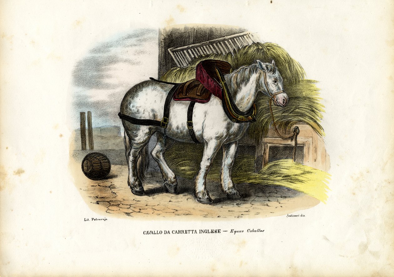 English Farm Horse, 1863-79 tekijältä Raimundo Petraroja