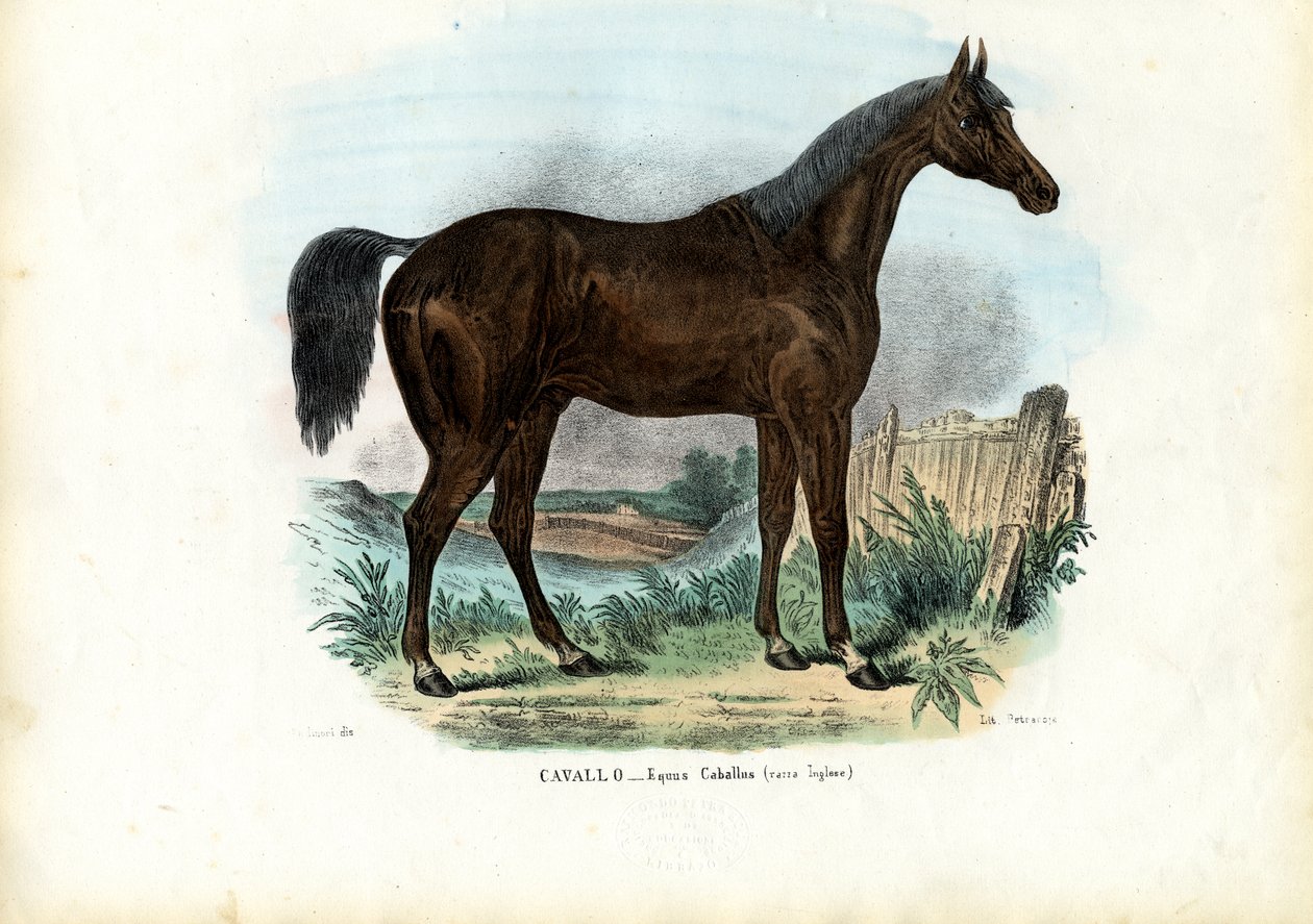 Englantilainen hevonen, 1863-79 tekijältä Raimundo Petraroja