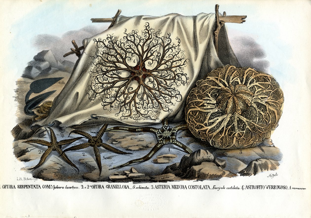 Gorgonin pää, 1863-79 tekijältä Raimundo Petraroja