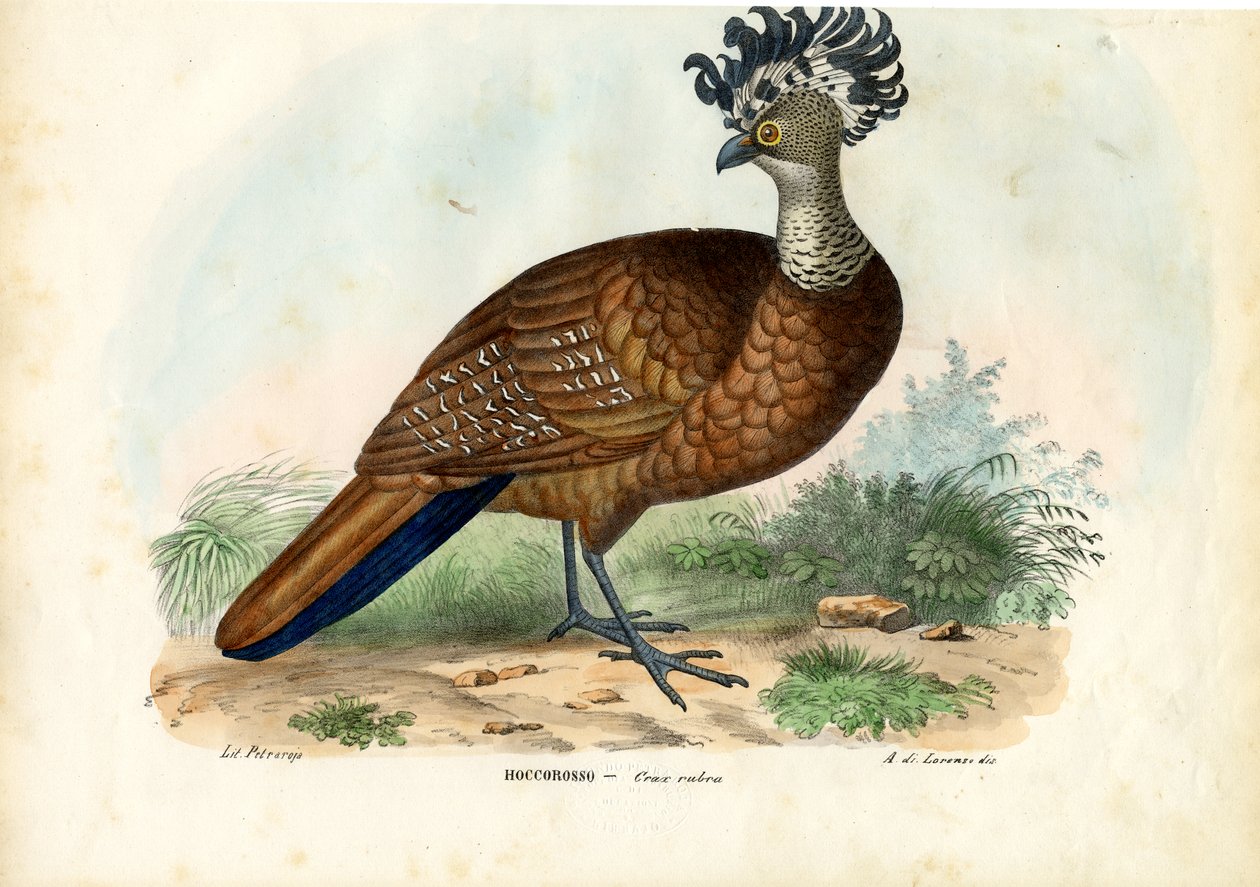 Suuri Curassow, 1863-79 tekijältä Raimundo Petraroja