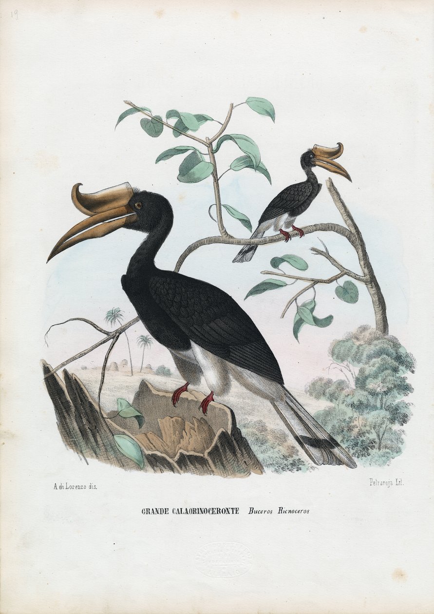 Suuri sarvinokka, 1863-79 tekijältä Raimundo Petraroja