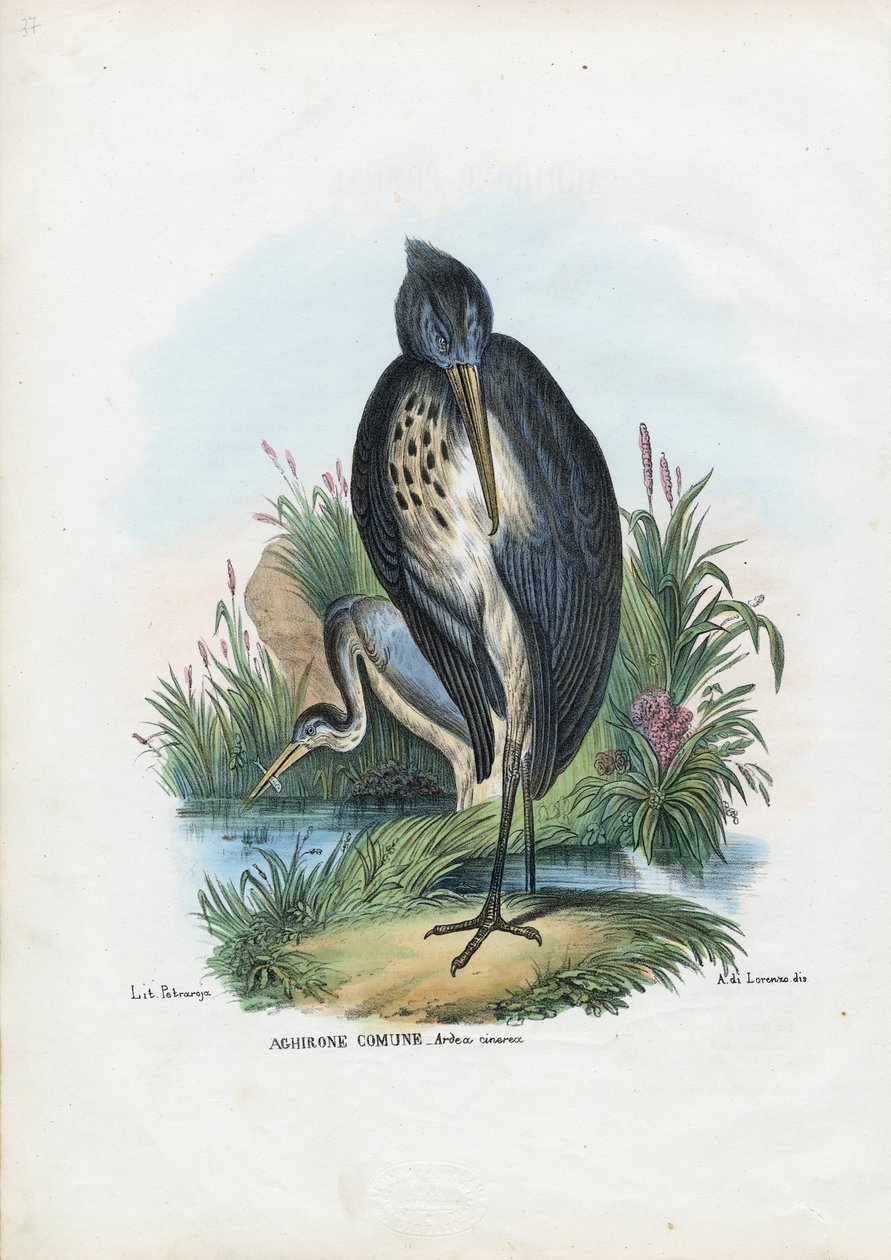 Harmaahaikara, 1863-79 tekijältä Raimundo Petraroja