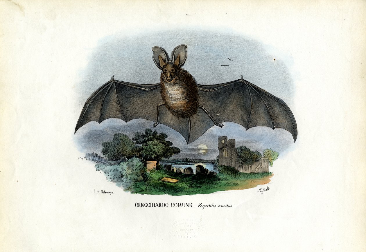 Harmaa pitkäkorvalepakko, 1863-79 tekijältä Raimundo Petraroja