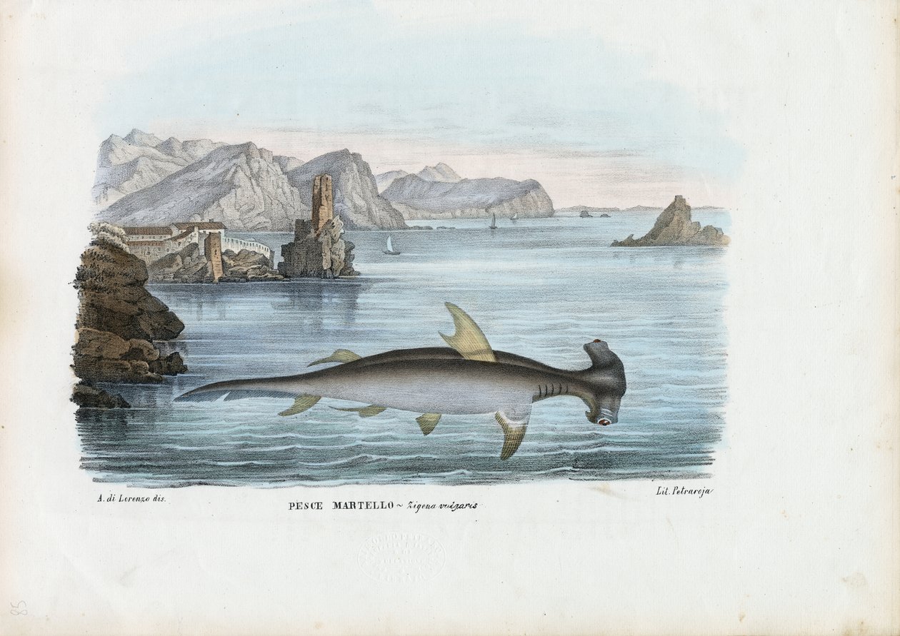 Hammerhead, 1863-79 tekijältä Raimundo Petraroja