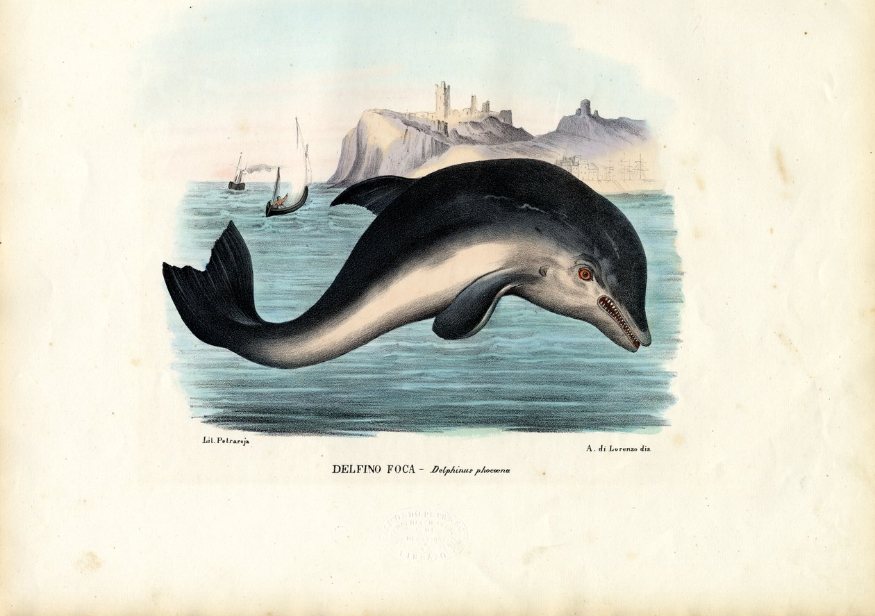 Pyöriäinen, 1863-79 tekijältä Raimundo Petraroja