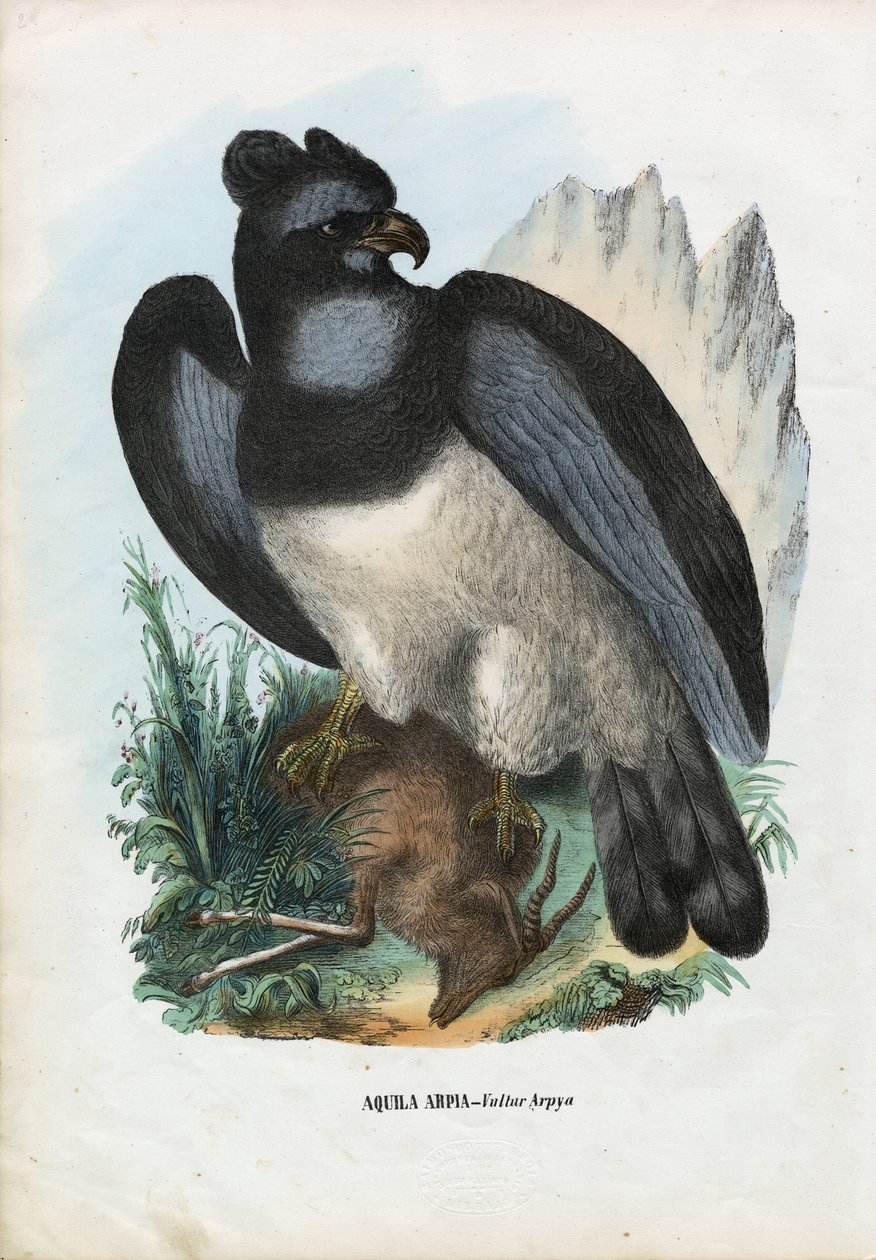 Harpy Eagle, 1863-79 tekijältä Raimundo Petraroja