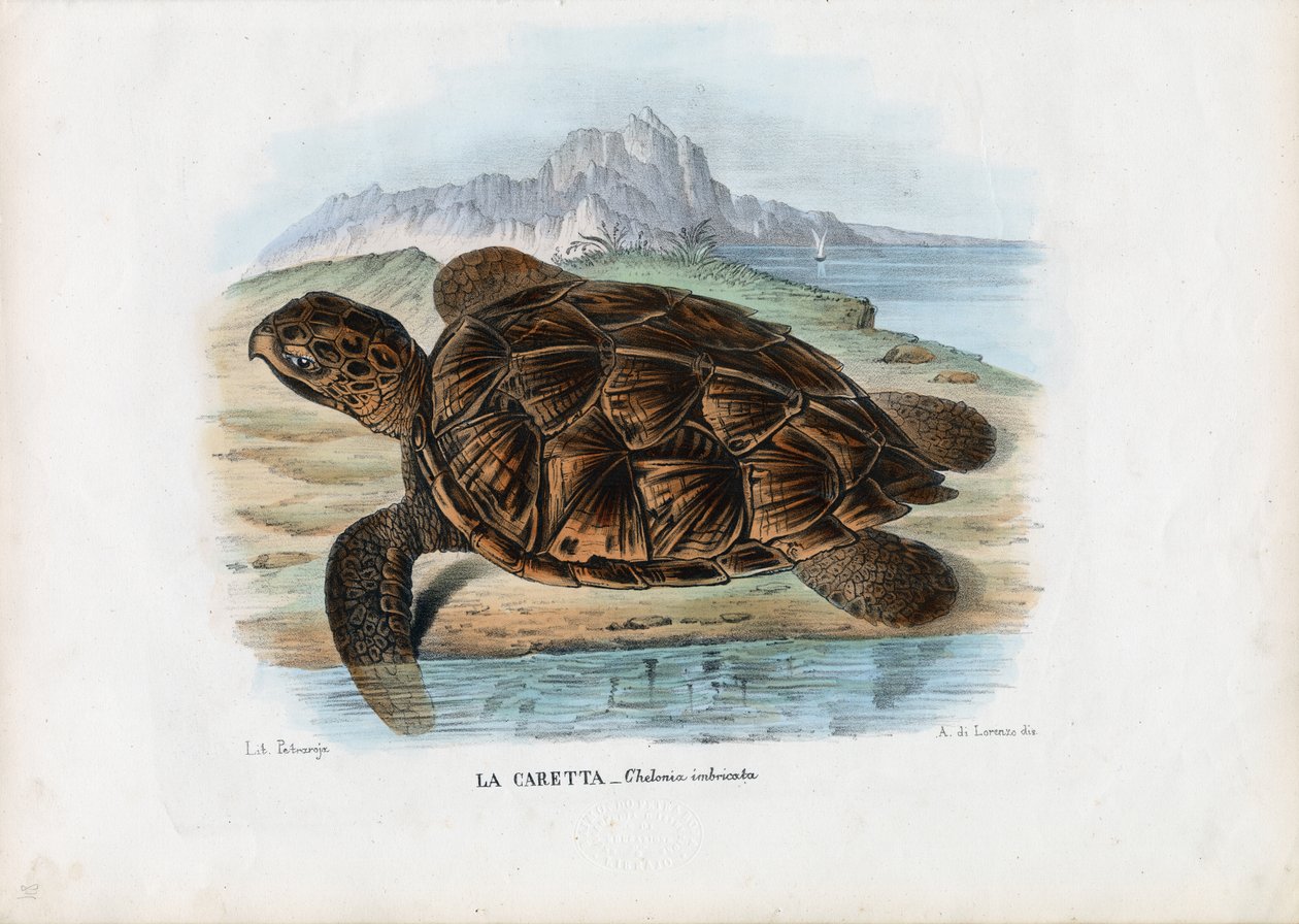 Hawksbill merikilpikonna, 1863-79 tekijältä Raimundo Petraroja