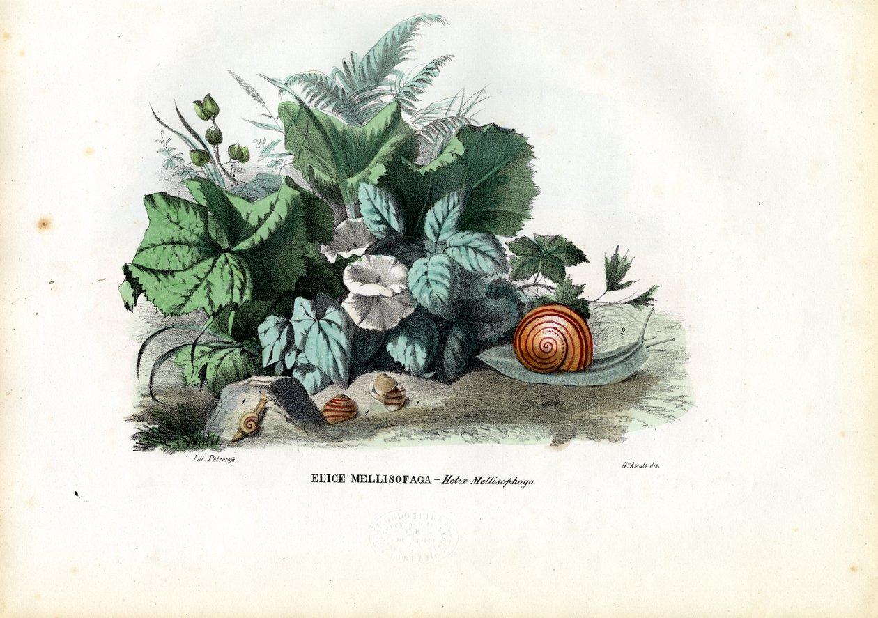 Helix Snails, 1863-79 tekijältä Raimundo Petraroja