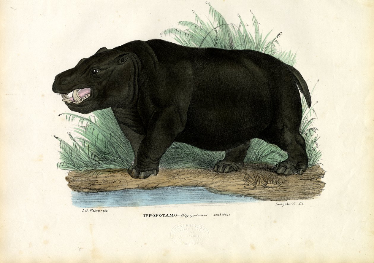 Hippo, 1863-79 tekijältä Raimundo Petraroja