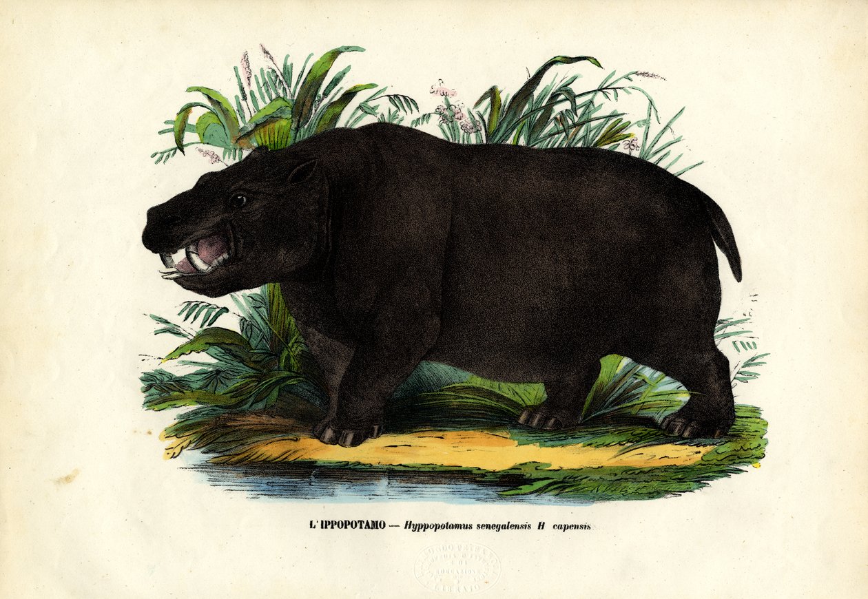 Virtahepo, 1863-79 tekijältä Raimundo Petraroja