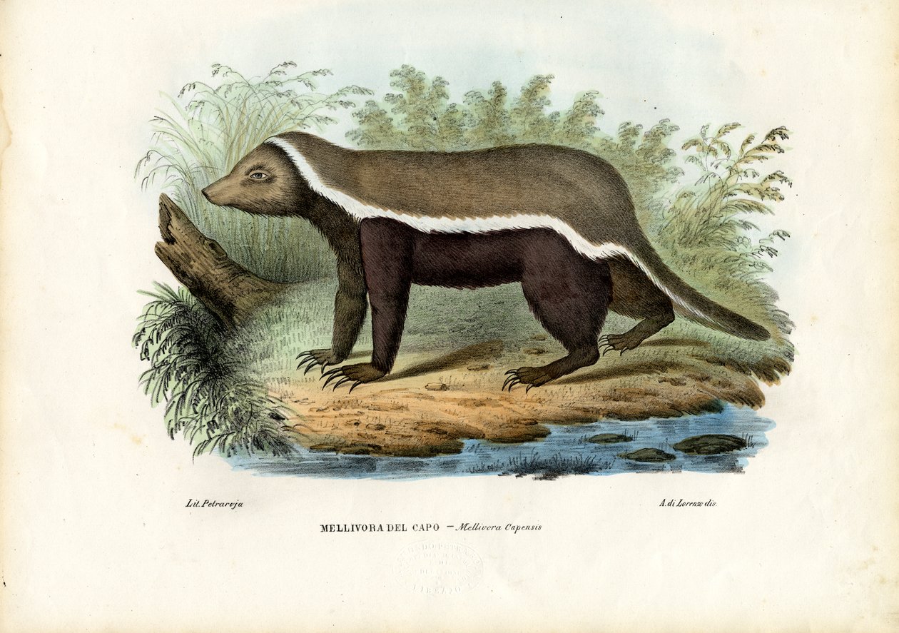 Honey Badger, 1863-79 tekijältä Raimundo Petraroja