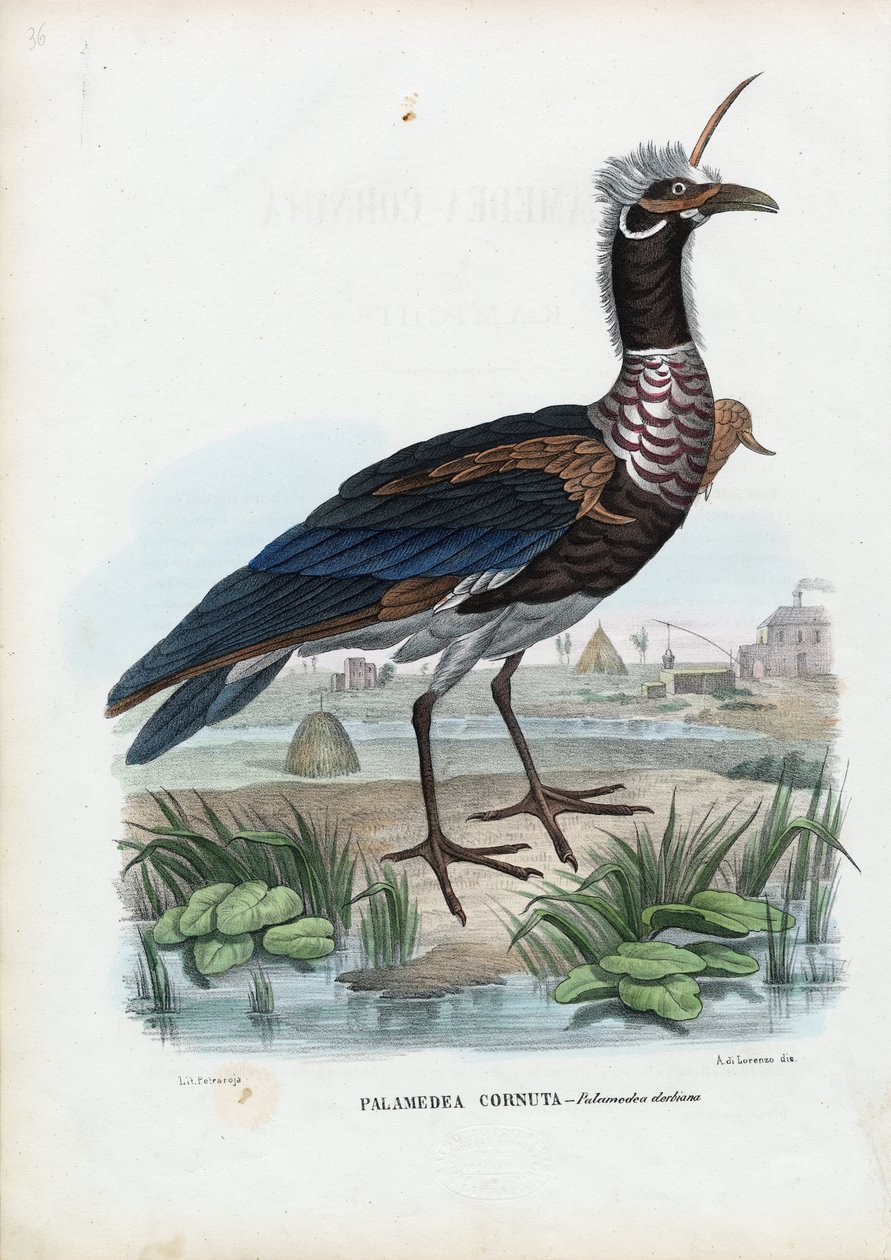 Sarvimainen huutaja, 1863-79 tekijältä Raimundo Petraroja