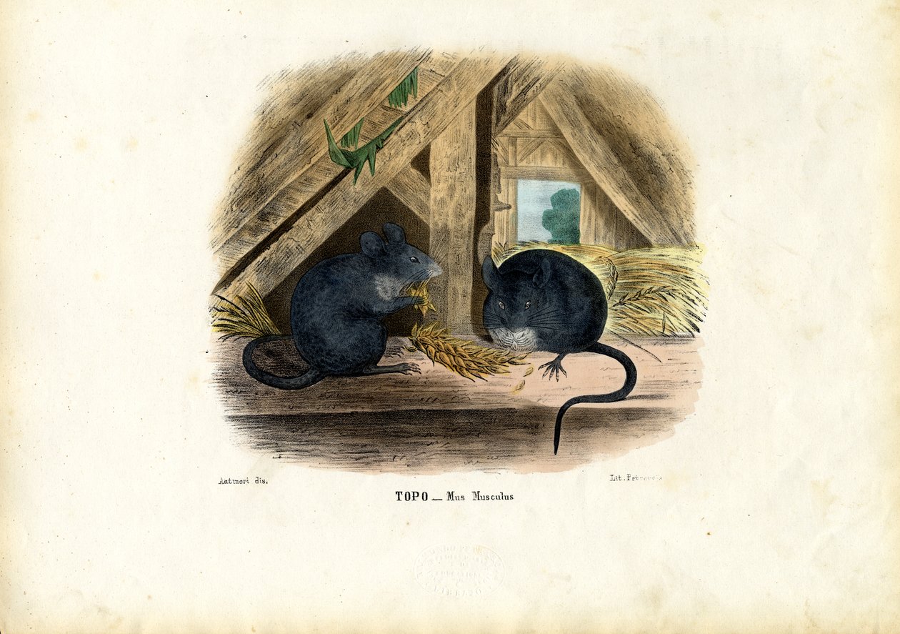 Talon hiiri, 1863-79 tekijältä Raimundo Petraroja