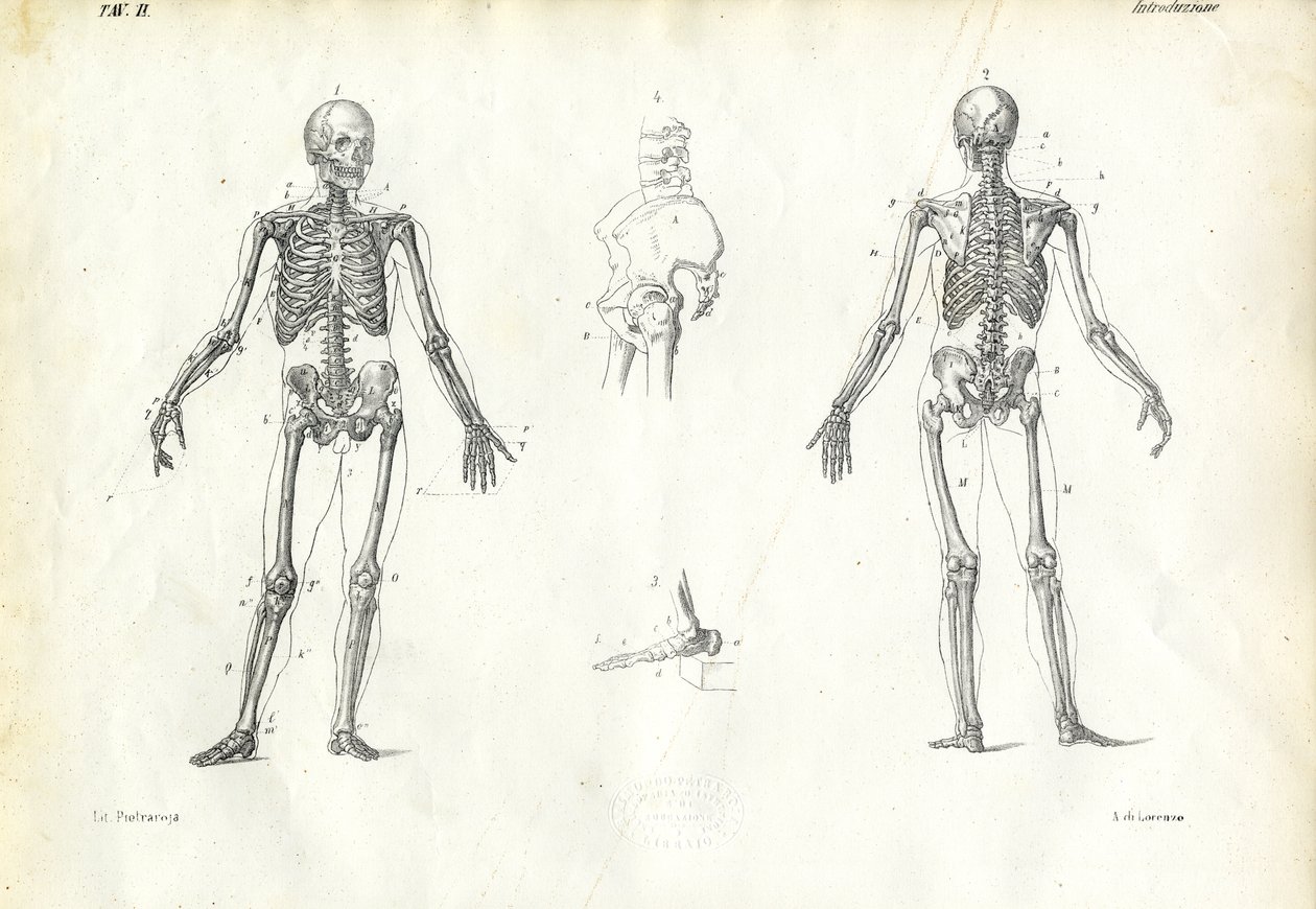 Ihminen, 1863-79 tekijältä Raimundo Petraroja