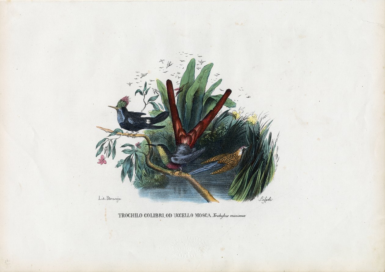 Hummingbirds, 1863-79 tekijältä Raimundo Petraroja