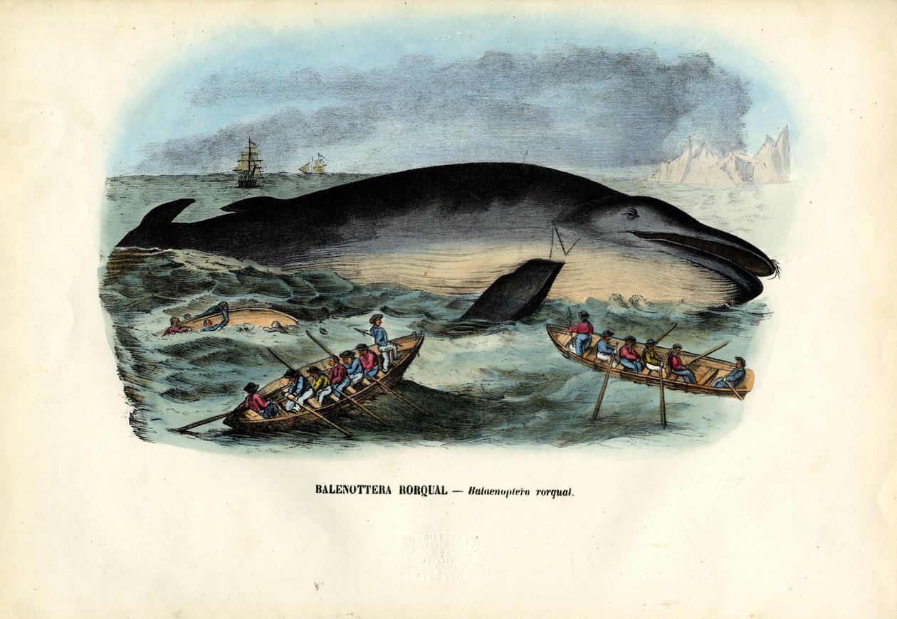 Kyhmyvalas, 1863-79 tekijältä Raimundo Petraroja