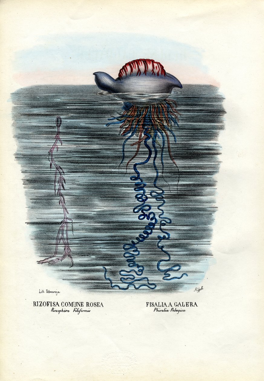 Meduusa, 1863-79 tekijältä Raimundo Petraroja