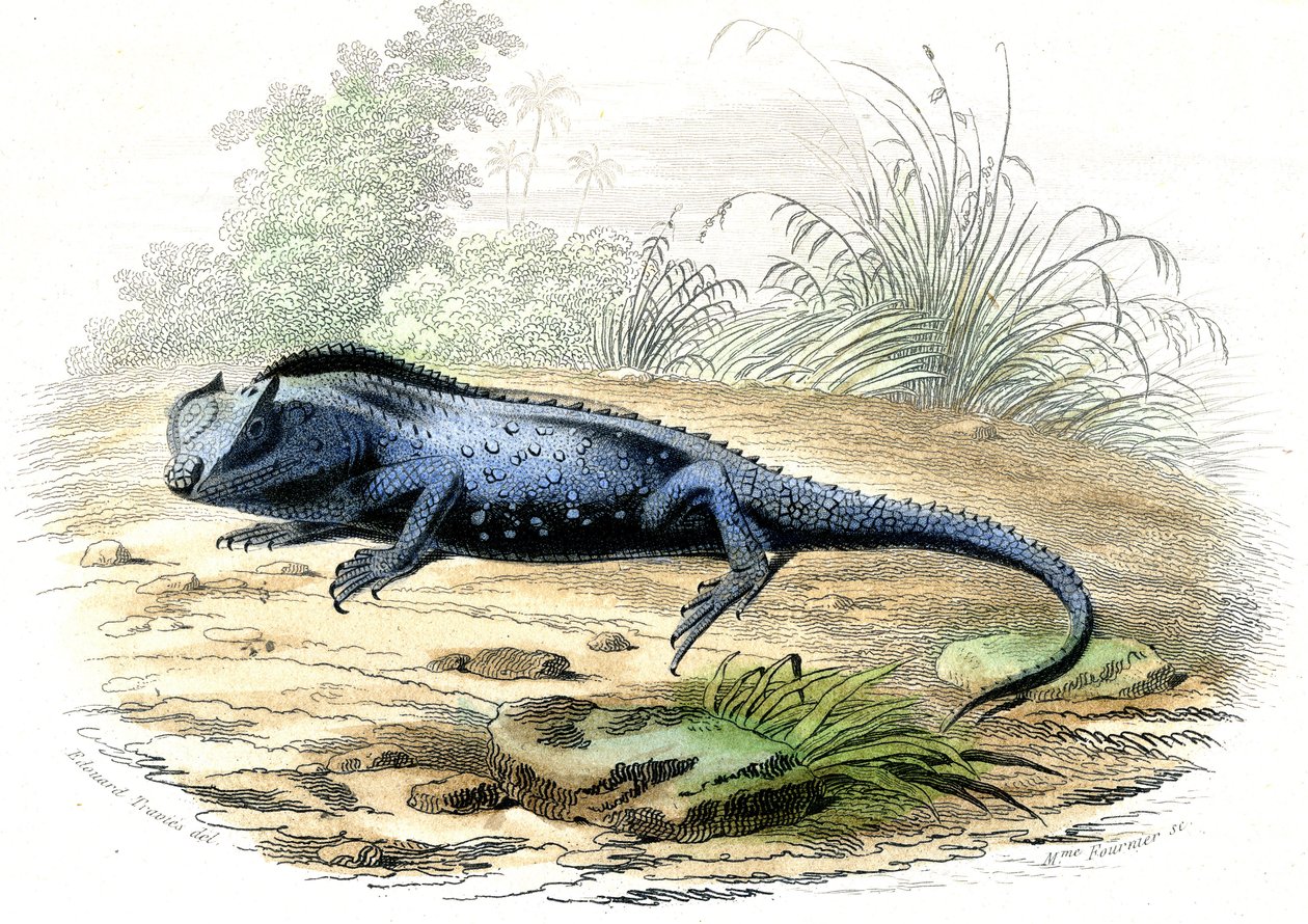 Haarukkapää (Lyriocephalus margaritaceus) - Bernard Germain de Lacepeden (1856-1925) Histoire Naturellesta poiminut levy, painos P.Furme, Pariisi tekijältä Raimundo Petraroja
