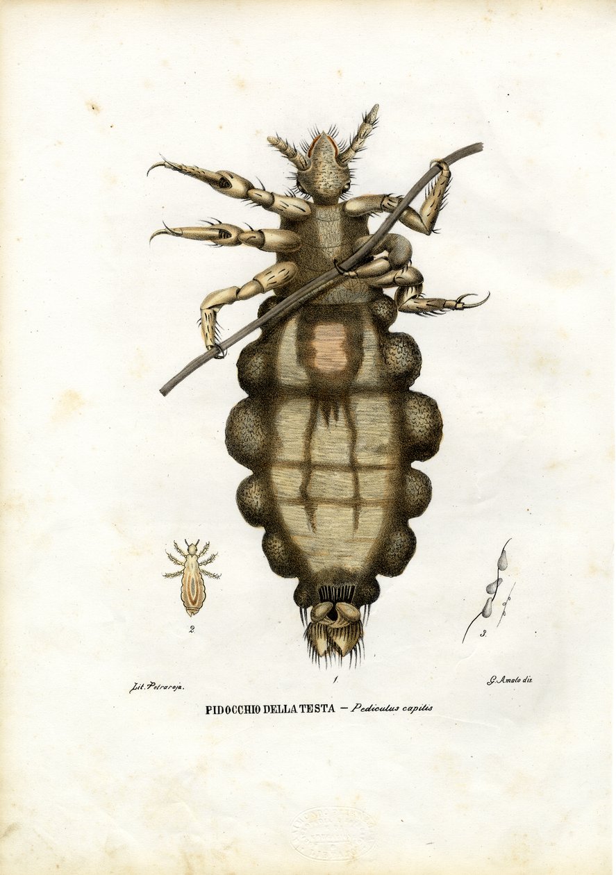Täi, 1863-79 tekijältä Raimundo Petraroja