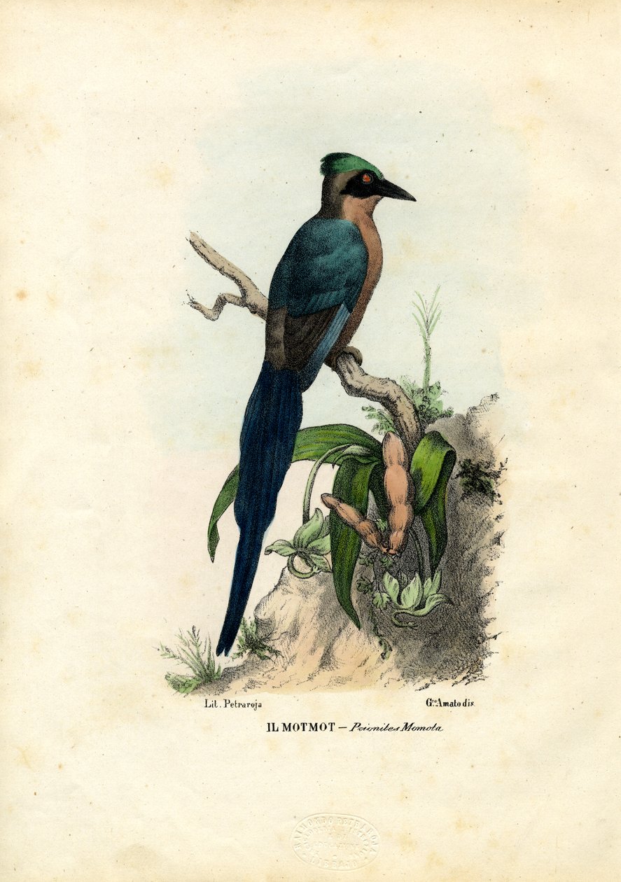 Motmot, 1863-79 tekijältä Raimundo Petraroja