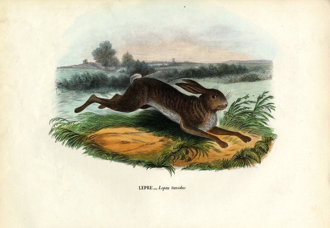 Mountain Hare, 1863-79 tekijältä Raimundo Petraroja