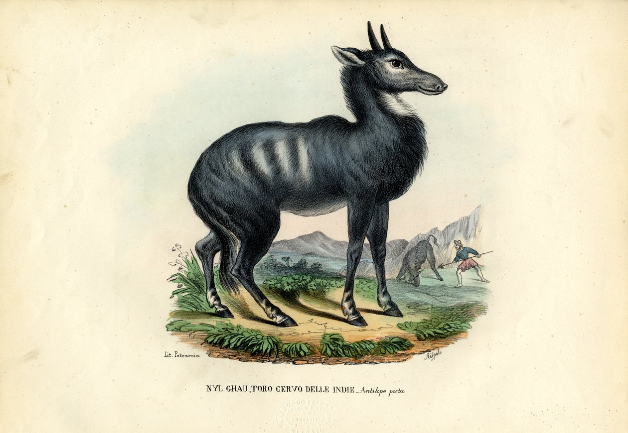 Nilgai tekijältä Raimundo Petraroja