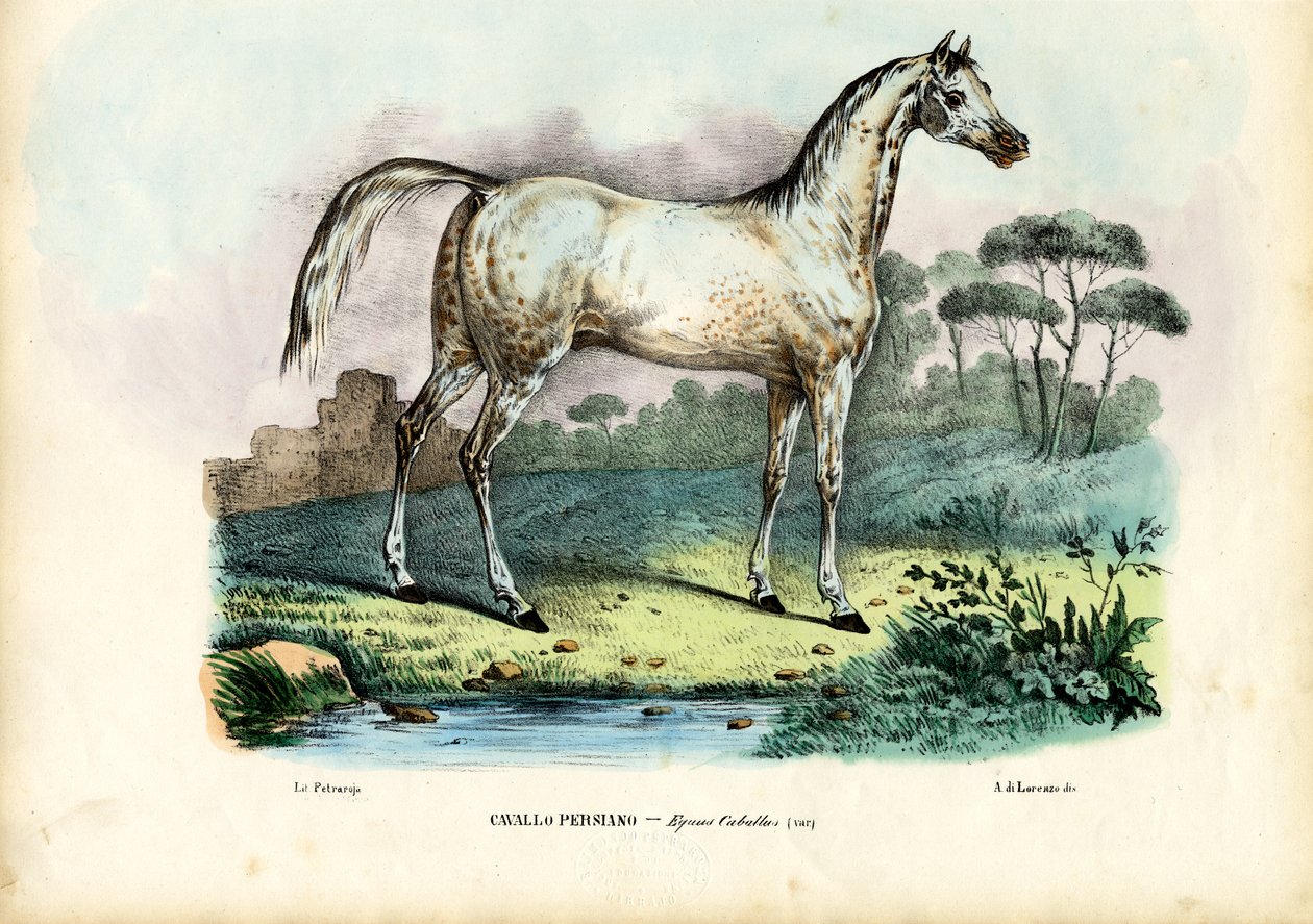 Persian hevonen, 1863-79 tekijältä Raimundo Petraroja