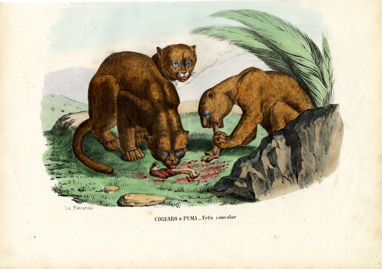 Puma, 1863-79 tekijältä Raimundo Petraroja