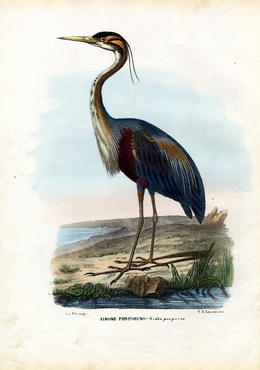 Purple Heron, 1863-79 tekijältä Raimundo Petraroja