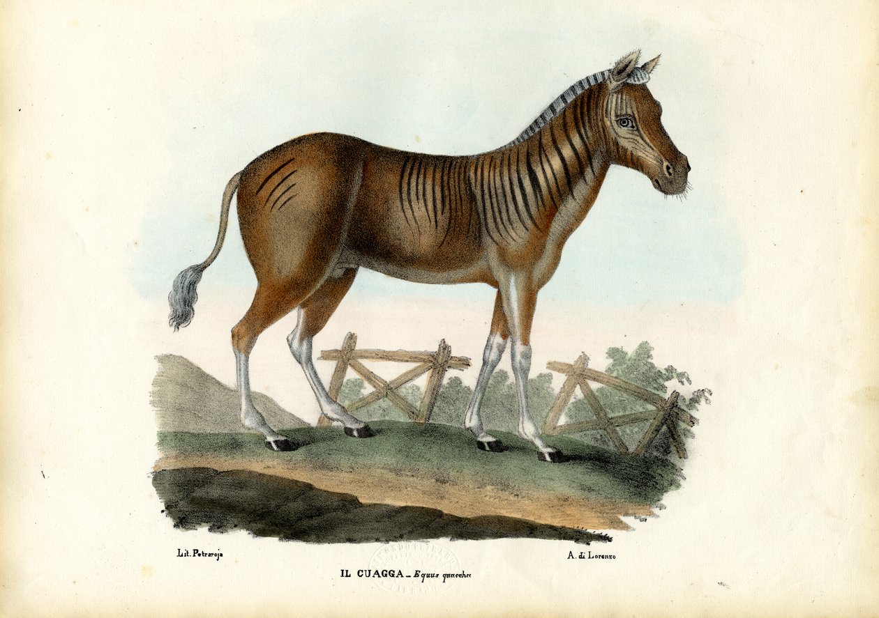 Quagga, 1863-79 tekijältä Raimundo Petraroja