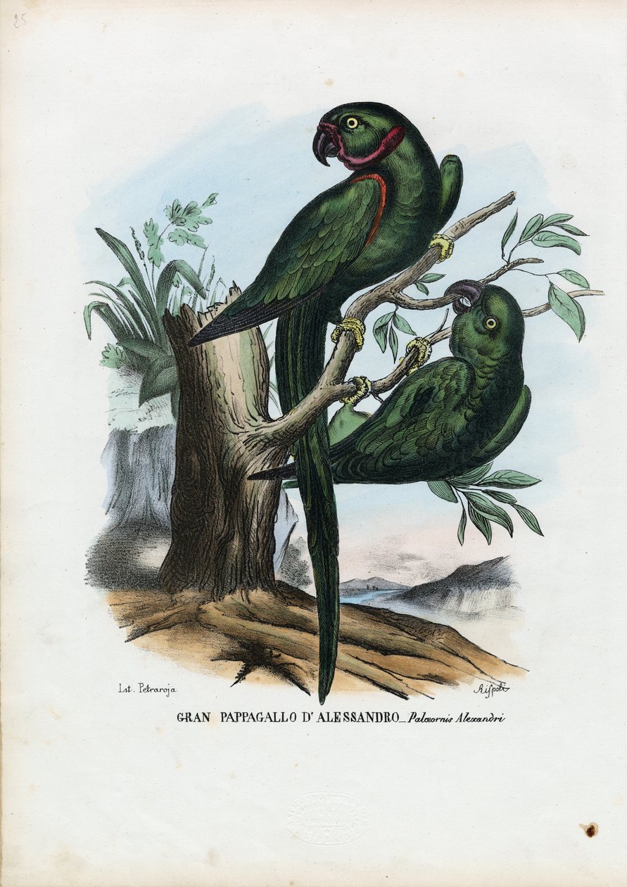 Ruusurengaspapakka, 1863-79 tekijältä Raimundo Petraroja