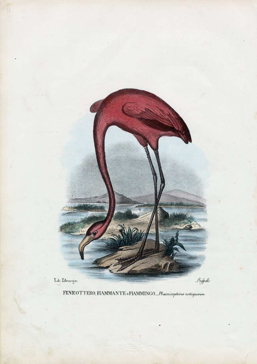 Rosy, 1863-79 tekijältä Raimundo Petraroja