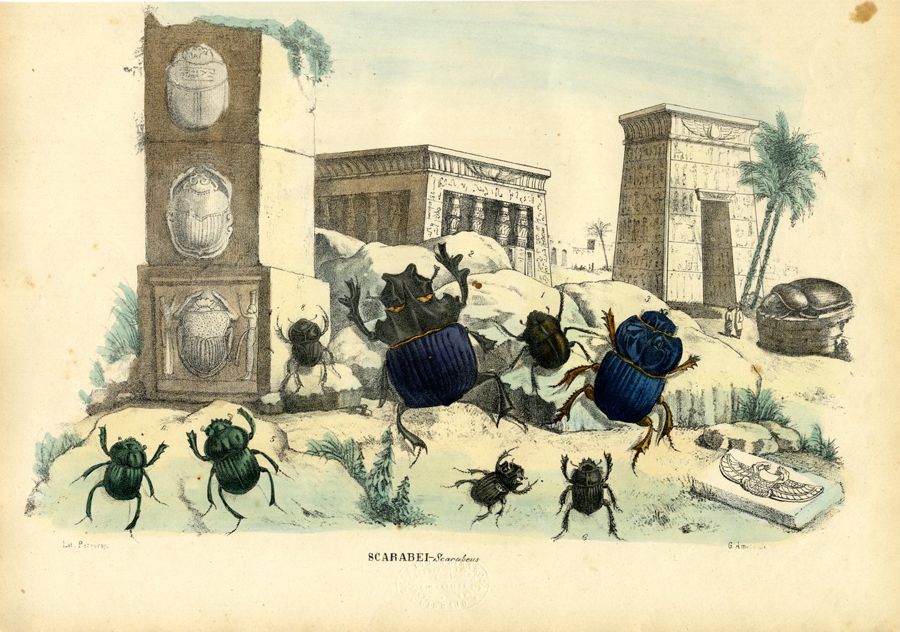 Scarab Beetles, 1863-79 tekijältä Raimundo Petraroja