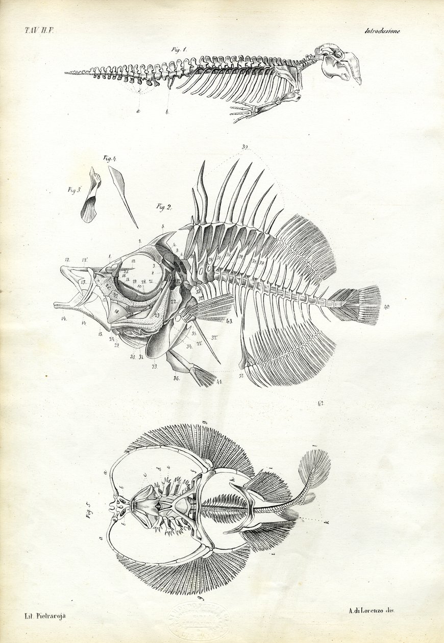 Sinetti, 1863-79 tekijältä Raimundo Petraroja