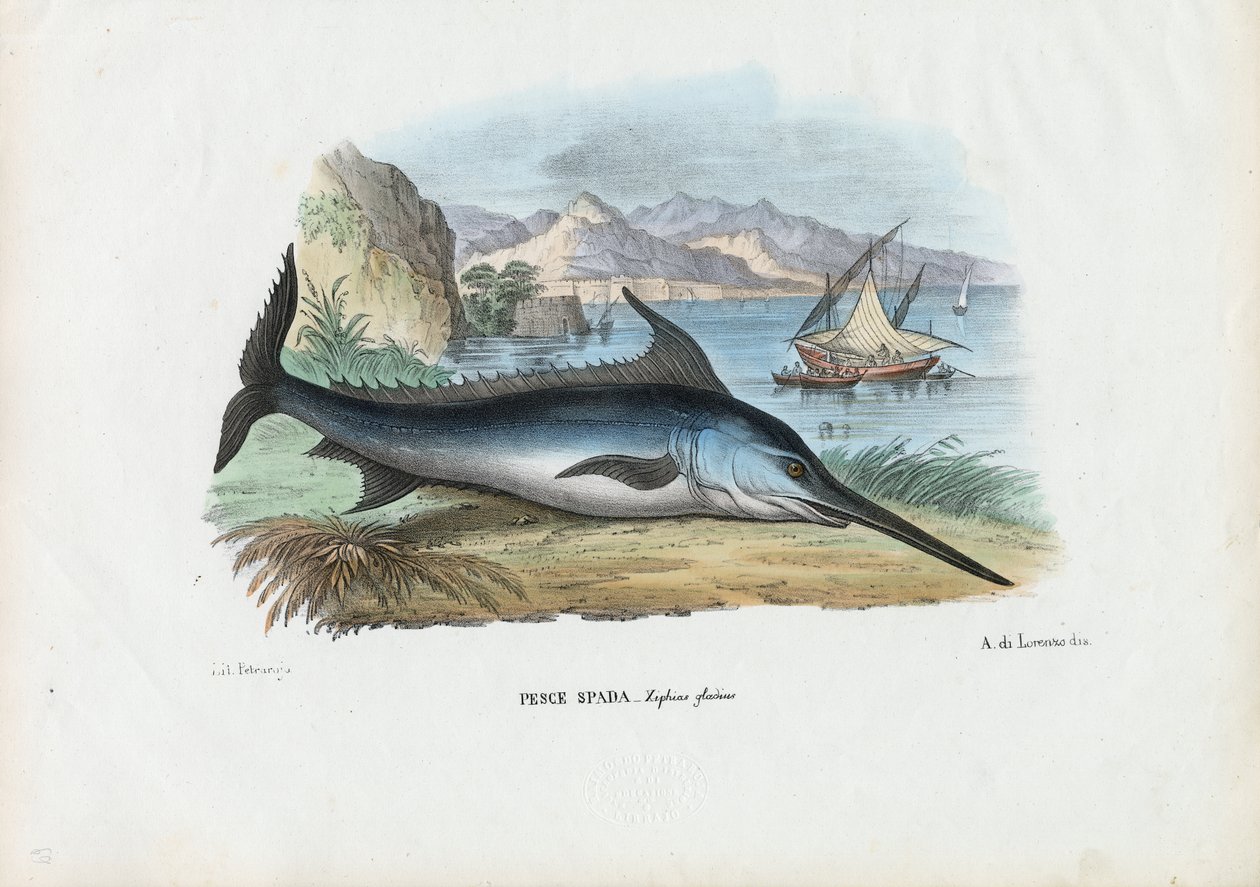 Miekkakala, 1863-79 tekijältä Raimundo Petraroja