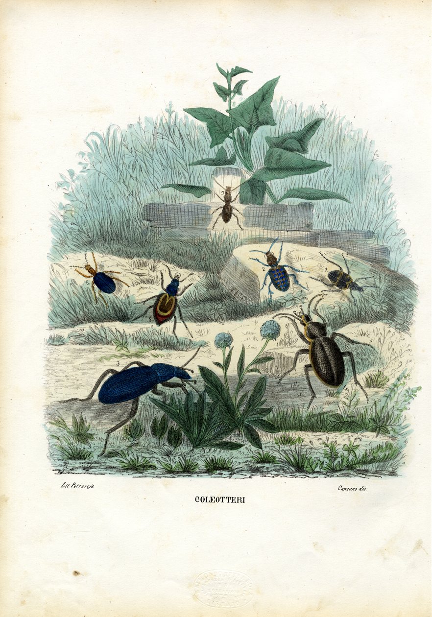 Tiikeri ja maakuoriaiset, 1863-79 tekijältä Raimundo Petraroja